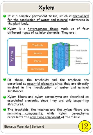 It is a complex permanent tissue, which is specialized
for the conduction of water and mineral substances in
the plant body.
Xylem is a heterogenous tissue made up of four
different types of cellular elements. They are :
Of these, the tracheids and the tracheae are
described as essential elements since they are directly
involved in the translocation of water and mineral
substances.
Xylem fibers and xylem parenchyma are described as
associated elements, since they are only supporting
structures.
The tracheids, the trachea and the xylem fibers are
non-living components, while xylem parenchyma
represents the only living component of the tissue.
Xylem
Biswarup Majumder | Bio-World 12
 