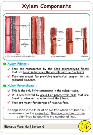 Xylem Components
Biswarup Majumder | Bio-World 14
They are represented by the dead sclerenchyma fibers
that are found in between the vessels and the tracheids.
They are meant for providing mechanical support to the
essential elements.
Xylem Fibres :
This is the only living component in the xylem tissue.
It is represented by groups of parenchyma cells that are
found in between the vessels and the fibers.
They are meant for storage of reserve food.
Xylem Parenchyma :
The rings seen in the trunk of an old tree which has been cut
transversely are the xylem rings. The age of a tree can be
determined by counting the number of rings.
 