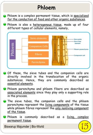 Phloem is a complex permanent tissue, which is specialized
for the conduction of food and other organic substances.
Phloem is also a heterogenous tissue, made up of four
different types of cellular elements, namely,
Of these, the sieve tubes and the companion cells are
directly involved in the translocation of the organic
substances. Hence, they are commonly described as
essential elements.
Phloem parenchyma and phloem fibers are described as
associated elements since they play only a supporting role
in the process.
The sieve tubes, the companion cells and the phloem
parenchyma represent the living components of the tissue
while phloem fibres represent the only nonliving component
of the tissue.
Phloem is commonly described as a living, complex
permanent tissue.
Biswarup Majumder | Bio-World 15
Phloem
 