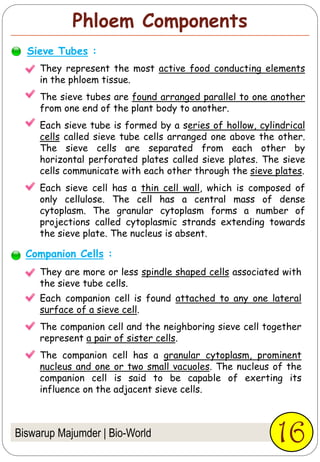 Phloem Components
Biswarup Majumder | Bio-World
They represent the most active food conducting elements
in the phloem tissue.
The sieve tubes are found arranged parallel to one another
from one end of the plant body to another.
Each sieve tube is formed by a series of hollow, cylindrical
cells called sieve tube cells arranged one above the other.
The sieve cells are separated from each other by
horizontal perforated plates called sieve plates. The sieve
cells communicate with each other through the sieve plates.
Each sieve cell has a thin cell wall, which is composed of
only cellulose. The cell has a central mass of dense
cytoplasm. The granular cytoplasm forms a number of
projections called cytoplasmic strands extending towards
the sieve plate. The nucleus is absent.
16
Sieve Tubes :
Companion Cells :
They are more or less spindle shaped cells associated with
the sieve tube cells.
Each companion cell is found attached to any one lateral
surface of a sieve cell.
The companion cell and the neighboring sieve cell together
represent a pair of sister cells.
The companion cell has a granular cytoplasm, prominent
nucleus and one or two small vacuoles. The nucleus of the
companion cell is said to be capable of exerting its
influence on the adjacent sieve cells.
 