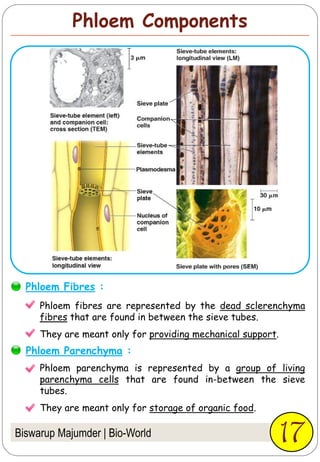 Phloem Components
Biswarup Majumder | Bio-World 17
Phloem fibres are represented by the dead sclerenchyma
fibres that are found in between the sieve tubes.
They are meant only for providing mechanical support.
Phloem Fibres :
Phloem parenchyma is represented by a group of living
parenchyma cells that are found in-between the sieve
tubes.
They are meant only for storage of organic food.
Phloem Parenchyma :
 