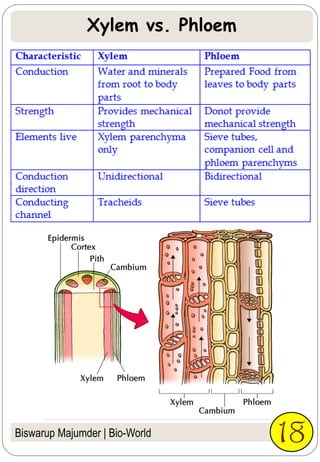 Xylem vs. Phloem
Biswarup Majumder | Bio-World 18
 