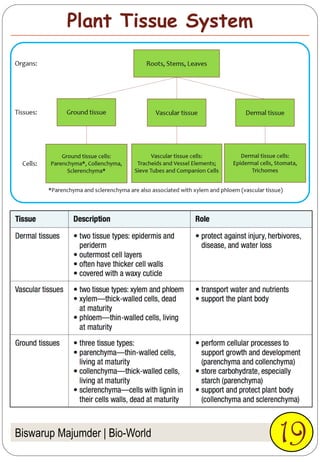 Biswarup Majumder | Bio-World 19
Plant Tissue System
 