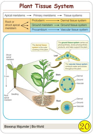 Biswarup Majumder | Bio-World 20
Plant Tissue System
 