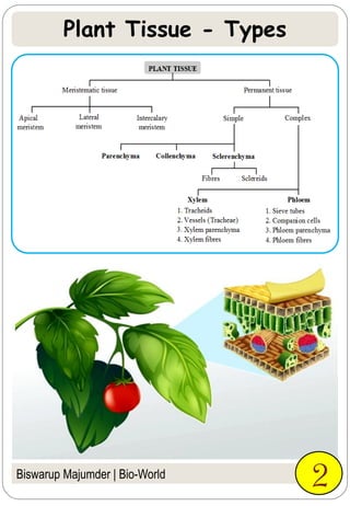 Biswarup Majumder | Bio-World
Plant Tissue - Types
2
 