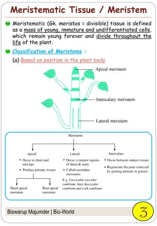 Meristematic Tissue / Meristem
Biswarup Majumder | Bio-World
Meristematic (Gk. meristos = divisible) tissue is defined
as a mass of young, immature and undifferentiated cells,
which remain young forever and divide throughout the
life of the plant.
Classification of Meristems :
3
(a) Based on position in the plant body
 