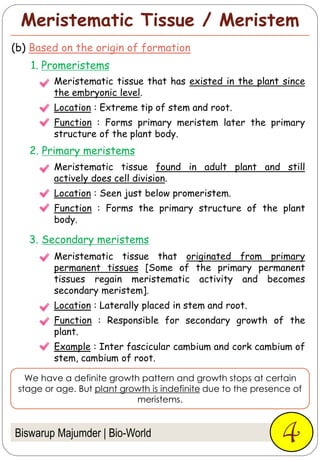 Meristematic Tissue / Meristem
Biswarup Majumder | Bio-World 4
(b) Based on the origin of formation
Meristematic tissue found in adult plant and still
actively does cell division.
Location : Seen just below promeristem.
Function : Forms the primary structure of the plant
body.
2. Primary meristems
3. Secondary meristems
Meristematic tissue that originated from primary
permanent tissues [Some of the primary permanent
tissues regain meristematic activity and becomes
secondary meristem].
Location : Laterally placed in stem and root.
Function : Responsible for secondary growth of the
plant.
Example : Inter fascicular cambium and cork cambium of
stem, cambium of root.
1. Promeristems
Meristematic tissue that has existed in the plant since
the embryonic level.
Location : Extreme tip of stem and root.
Function : Forms primary meristem later the primary
structure of the plant body.
We have a definite growth pattern and growth stops at certain
stage or age. But plant growth is indefinite due to the presence of
meristems.
 