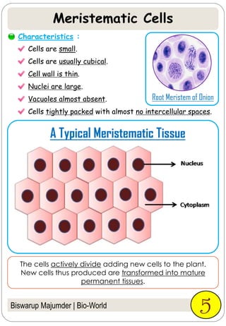 Biswarup Majumder | Bio-World
Cells are small.
Cells are usually cubical.
Cell wall is thin.
Nuclei are large.
Vacuoles almost absent.
Cells tightly packed with almost no intercellular spaces.
5
Characteristics :
A Typical Meristematic Tissue
The cells actively divide adding new cells to the plant.
New cells thus produced are transformed into mature
permanent tissues.
Root Meristem of Onion
Meristematic Cells
 