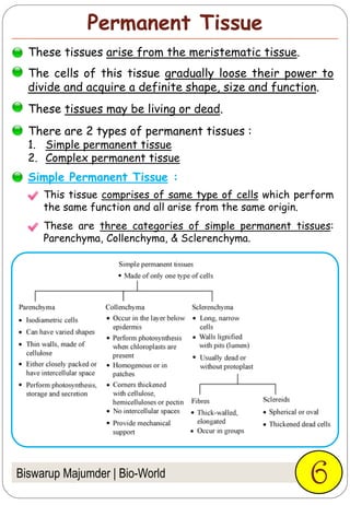 Permanent Tissue
Biswarup Majumder | Bio-World 6
These tissues arise from the meristematic tissue.
The cells of this tissue gradually loose their power to
divide and acquire a definite shape, size and function.
These tissues may be living or dead.
There are 2 types of permanent tissues :
1. Simple permanent tissue
2. Complex permanent tissue
This tissue comprises of same type of cells which perform
the same function and all arise from the same origin.
These are three categories of simple permanent tissues:
Parenchyma, Collenchyma, & Sclerenchyma.
Simple Permanent Tissue :
 