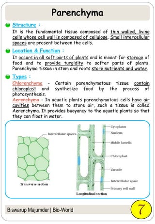 Parenchyma
Biswarup Majumder | Bio-World
It is the fundamental tissue composed of thin walled, living
cells whose cell wall is composed of cellulose. Small intercellular
spaces are present between the cells.
7
Structure :
It occurs in all soft parts of plants and is meant for storage of
food and to provide turgidity to softer parts of plants.
Parenchyma tissue in stem and roots store nutrients and water.
Location & Function :
Chlorenchyma - Certain parenchymatous tissue contain
chloroplast and synthesize food by the process of
photosynthesis.
Aerenchyma - In aquatic plants parenchymatous cells have air
cavities between them to store air, such a tissue is called
Aerenchyma. It provides buoyancy to the aquatic plants so that
they can float in water.
Types :
 