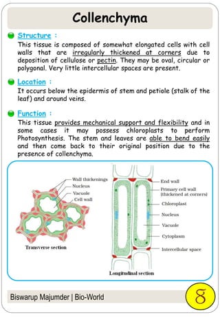 Biswarup Majumder | Bio-World
This tissue is composed of somewhat elongated cells with cell
walls that are irregularly thickened at corners due to
deposition of cellulose or pectin. They may be oval, circular or
polygonal. Very little intercellular spaces are present.
8
Structure :
It occurs below the epidermis of stem and petiole (stalk of the
leaf) and around veins.
Location :
This tissue provides mechanical support and flexibility and in
some cases it may possess chloroplasts to perform
Photosynthesis. The stem and leaves are able to bend easily
and then come back to their original position due to the
presence of collenchyma.
Function :
Collenchyma
 