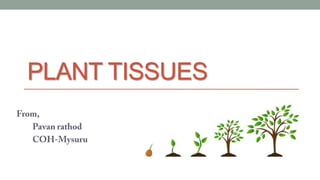 PLANT TISSUES
 