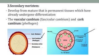Plant tissues-basis for plant anatomy | PDF