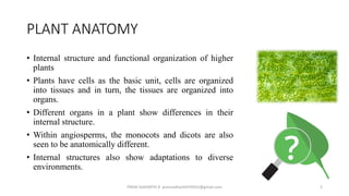 PLANT TISSUES.pptx