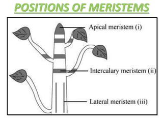 POSITIONS OF MERISTEMS
 