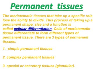 Permanent tissues
The meristematic tissues that take up a specific role
lose the ability to divide. This process of taking up a
permanent shape, size and a function is
called cellular differentiation. Cells of meristematic
tissue differentiate to form different types of
permanent tissue. There are 3 types of permanent
tissues:
1. simple permanent tissues
2. complex permanent tissues
3. special or secretory tissues (glandular).
 