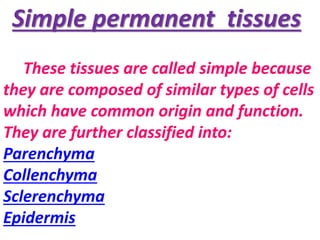 Simple permanent tissues
These tissues are called simple because
they are composed of similar types of cells
which have common origin and function.
They are further classified into:
Parenchyma
Collenchyma
Sclerenchyma
Epidermis
 