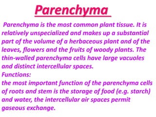 Parenchyma
Parenchyma is the most common plant tissue. It is
relatively unspecialized and makes up a substantial
part of the volume of a herbaceous plant and of the
leaves, flowers and the fruits of woody plants. The
thin-walled parenchyma cells have large vacuoles
and distinct intercellular spaces.
Functions:
the most important function of the parenchyma cells
of roots and stem is the storage of food (e.g. starch)
and water, the intercellular air spaces permit
gaseous exchange.
 