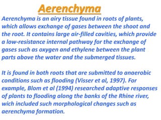 Aerenchyma
Aerenchyma is an airy tissue found in roots of plants,
which allows exchange of gases between the shoot and
the root. It contains large air-filled cavities, which provide
a low-resistance internal pathway for the exchange of
gases such as oxygen and ethylene between the plant
parts above the water and the submerged tissues.
It is found in both roots that are submitted to anaerobic
conditions such as flooding (Visser et al, 1997). For
example, Blom et al (1994) researched adaptive responses
of plants to flooding along the banks of the Rhine river,
wich included such morphological changes such as
aerenchyma formation.
 