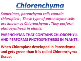 Sometimes, parenchyma cells contain
chloroplast , These type of parenchyma cells
are known as Chlorenchyma . They perform
photosynthesis in plants.
PARENCHYMA THAT CONTAINS CHLOROPHYLL
AND PERFORMS PHOTOSYNTHESIS IN PLANTS.
When Chloroplast developed in Parenchyma
and gets green than it is called Chlorenchyma
tissue.
 