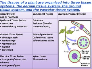 Tissue System
and Its Functions
Component Tissues Location of Tissue Systems
Epidermal Tissue System
• protection
• prevention of water loss
Epidermis
Periderm (in older
stems and roots)
Ground Tissue System
• photosynthesis
• food storage
• regeneration
• support
• protection
Parenchyma tissue
Collenchyma tissue
Sclerenchyma tissue
Vascular Tissue System
• transport of water and
minerals
• transport of food
Xylem tissue
Phloem tissue
The tissues of a plant are organized into three tissue
systems: the dermal tissue system, the ground
tissue system, and the vascular tissue system.
 