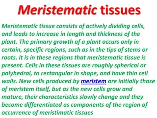 Meristematic tissue consists of actively dividing cells,
and leads to increase in length and thickness of the
plant. The primary growth of a plant occurs only in
certain, specific regions, such as in the tips of stems or
roots. It is in these regions that meristematic tissue is
present. Cells in these tissues are roughly spherical or
polyhedral, to rectangular in shape, and have thin cell
walls. New cells produced by meristem are initially those
of meristem itself, but as the new cells grow and
mature, their characteristics slowly change and they
become differentiated as components of the region of
occurrence of meristimatic tissues
Meristematic tissues
 