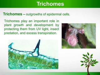 Plant Tissues.pdf