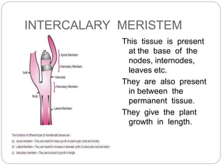 INTERCALARY MERISTEM
This tissue is present
at the base of the
nodes, internodes,
leaves etc.
They are also present
in between the
permanent tissue.
They give the plant
growth in length.
 