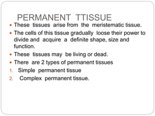 PERMANENT TTISSUE
 These tissues arise from the meristematic tissue.
 The cells of this tissue gradually loose their power to
divide and acquire a definite shape, size and
function.
 These tissues may be living or dead.
 There are 2 types of permanent tissues
1. Simple permanent tissue
2. Complex permanent tissue.
 