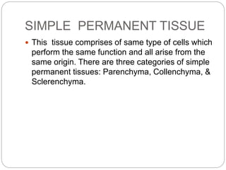 SIMPLE PERMANENT TISSUE
 This tissue comprises of same type of cells which
perform the same function and all arise from the
same origin. There are three categories of simple
permanent tissues: Parenchyma, Collenchyma, &
Sclerenchyma.
 