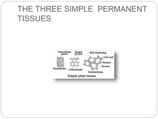 THE THREE SIMPLE PERMANENT
TISSUES
 