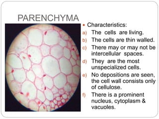 PARENCHYMA
 Characteristics:
a) The cells are living.
b) The cells are thin walled.
c) There may or may not be
intercellular spaces.
d) They are the most
unspecialized cells.
e) No depositions are seen,
the cell wall consists only
of cellulose.
f) There is a prominent
nucleus, cytoplasm &
vacuoles.
 