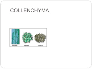 COLLENCHYMA
 