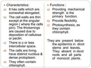  Characteristics:
a) It has cells which are
somewhat elongated.
b) The cell walls are thin
except at the angular
region ( where the cells
join). The thickenings
are caused due to
deposition of cellulose
or pectin.
c) There is o or less
intercellular space.
d) The cells are living,
have distinct nucleus &
dense protoplasm.
e) They often contain
chlorophyll.
 Functions :
a) Providing mechanical
strength is the
primary function.
b) Provide flexibility.
c) Photosynthesis, as
they contain
chlorophyll.
They are present below
the epidermis in dicot
stems and leaves.
They absent in dicot
roots and all parts
of monocot plants.
 