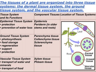 Tissue System
and Its Functions
Component Tissues Location of Tissue Systems
Epidermal Tissue System
• protection
• prevention of water loss
Epidermis
Periderm (in older
stems and roots)
Ground Tissue System
• photosynthesis
• food storage
• regeneration
• support
• protection
Parenchyma tissue
Collenchyma tissue
Sclerenchyma
tissue
Vascular Tissue System
• transport of water and
minerals
• transport of food
Xylem tissue
Phloem tissue
The tissues of a plant are organized into three tissue
systems: the dermal tissue system, the ground
tissue system, and the vascular tissue system.
 