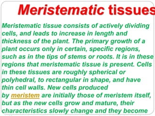 Meristematic tissue consists of actively dividing
cells, and leads to increase in length and
thickness of the plant. The primary growth of a
plant occurs only in certain, specific regions,
such as in the tips of stems or roots. It is in these
regions that meristematic tissue is present. Cells
in these tissues are roughly spherical or
polyhedral, to rectangular in shape, and have
thin cell walls. New cells produced
by meristem are initially those of meristem itself,
but as the new cells grow and mature, their
characteristics slowly change and they become
Meristematic tissues
 