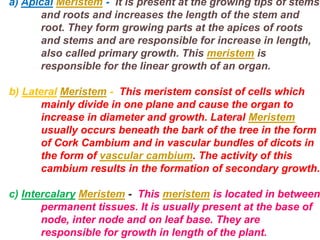 a) Apical Meristem - It is present at the growing tips of stems
and roots and increases the length of the stem and
root. They form growing parts at the apices of roots
and stems and are responsible for increase in length,
also called primary growth. This meristem is
responsible for the linear growth of an organ.
b) Lateral Meristem - This meristem consist of cells which
mainly divide in one plane and cause the organ to
increase in diameter and growth. Lateral Meristem
usually occurs beneath the bark of the tree in the form
of Cork Cambium and in vascular bundles of dicots in
the form of vascular cambium. The activity of this
cambium results in the formation of secondary growth.
c) Intercalary Meristem - This meristem is located in between
permanent tissues. It is usually present at the base of
node, inter node and on leaf base. They are
responsible for growth in length of the plant.
a) Apical Meristem - It is present at the growing tips of stems
and roots and increases the length of the stem and
root. They form growing parts at the apices of roots
and stems and are responsible for increase in length,
also called primary growth. This meristem is
responsible for the linear growth of an organ.
b) Lateral Meristem - This meristem consist of cells which
mainly divide in one plane and cause the organ to
increase in diameter and growth. Lateral Meristem
usually occurs beneath the bark of the tree in the form
of Cork Cambium and in vascular bundles of dicots in
the form of vascular cambium. The activity of this
cambium results in the formation of secondary growth.
c) Intercalary Meristem - This meristem is located in between
permanent tissues. It is usually present at the base of
node, inter node and on leaf base. They are
responsible for growth in length of the plant.
 