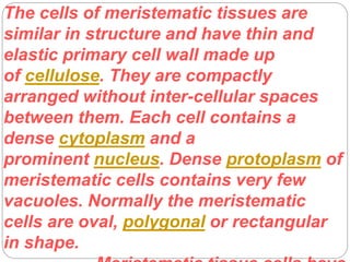 The cells of meristematic tissues are
similar in structure and have thin and
elastic primary cell wall made up
of cellulose. They are compactly
arranged without inter-cellular spaces
between them. Each cell contains a
dense cytoplasm and a
prominent nucleus. Dense protoplasm of
meristematic cells contains very few
vacuoles. Normally the meristematic
cells are oval, polygonal or rectangular
in shape.
 