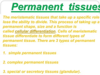 Permanent tissues
The meristematic tissues that take up a specific role
lose the ability to divide. This process of taking up a
permanent shape, size and a function is
called cellular differentiation. Cells of meristematic
tissue differentiate to form different types of
permanent tissue. There are 3 types of permanent
tissues:
1. simple permanent tissues
2. complex permanent tissues
3. special or secretory tissues (glandular).
 