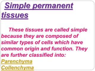 Simple permanent
tissues
These tissues are called simple
because they are composed of
similar types of cells which have
common origin and function. They
are further classified into:
Parenchyma
Collenchyma
 