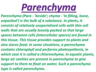 Parenchyma
Parenchyma (Para - 'beside'; chyma - 'in filling, loose,
unpacked') is the bulk of a substance. In plants, it
consists of relatively unspecialised cells with thin cell
walls that are usually loosely packed so that large
spaces between cells (intercellular spaces) are found in
this tissue. This tissue provides support to plants and
also stores food. In some situations, a parenchyma
contains chlorophyll and performs photosynthesis, in
which case it is called a chlorenchyma. In aquatic plants,
large air cavities are present in parenchyma to give
support to them to float on water. Such a parenchyma
type is called parenchyma.
 