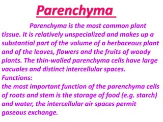Parenchyma
Parenchyma is the most common plant
tissue. It is relatively unspecialized and makes up a
substantial part of the volume of a herbaceous plant
and of the leaves, flowers and the fruits of woody
plants. The thin-walled parenchyma cells have large
vacuoles and distinct intercellular spaces.
Functions:
the most important function of the parenchyma cells
of roots and stem is the storage of food (e.g. starch)
and water, the intercellular air spaces permit
gaseous exchange.
 