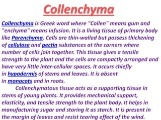 Collenchyma
Collenchyma is Greek word where "Collen" means gum and
"enchyma" means infusion. It is a living tissue of primary body
like Parenchyma. Cells are thin-walled but possess thickening
of cellulose and pectin substances at the corners where
number of cells join together. This tissue gives a tensile
strength to the plant and the cells are compactly arranged and
have very little inter-cellular spaces. It occurs chiefly
in hypodermis of stems and leaves. It is absent
in monocots and in roots.
Collenchymatous tissue acts as a supporting tissue in
stems of young plants. It provides mechanical support,
elasticity, and tensile strength to the plant body. It helps in
manufacturing sugar and storing it as starch. It is present in
the margin of leaves and resist tearing effect of the wind.
 