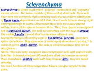 Sclerenchyma
Sclerenchyma is Greek word where "Sclrenes" means hard and "enchyma"
means infusion. This tissue consists of thick-walled, dead cells. These cells
have hard and extremely thick secondary walls due to uniform distribution
of lignin. Lignin deposition is so thick that the cell walls become strong, rigid
and impermeable to water. Sclerenchymatous cells are closely packed
without inter-cellular spaces between them. Thus, they appear as hexagonal
net in transverse section. The cells are cemented with the help of lamella.
The middle lamella is a wall that lies between adjacent cells.
Sclerenchymatous cells mainly occur in hypodermis, pericycle, secondary
xylem and phloem. They also occur in endocorp of almond and coconut. It is
made of pectin, lignin, protein. The cells of sclerenchymatous cells can be
classified as :
Fibres- Fibres are long, elongated sclerenchymatous cells with pointed ends.
Sclerides- Sclerenchymatous cells which are short and possess extremely
thick, lamellated, lignified walls with long singular piths. They are called
sclerides.
The main function of Sclerenchymatous tissues is to give support to the
plant.
 