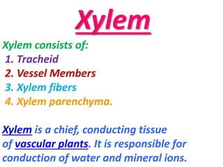 Xylem
Xylem consists of:
1. Tracheid
2. Vessel Members
3. Xylem fibers
4. Xylem parenchyma.
Xylem is a chief, conducting tissue
of vascular plants. It is responsible for
conduction of water and mineral ions.
 