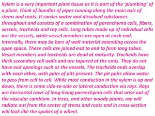 Xylem is a very important plant tissue as it is part of the ‘plumbing’ of
a plant. Think of bundles of pipes running along the main axis of
stems and roots. It carries water and dissolved substances
throughout and consists of a combination of parenchyma cells, fibers,
vessels, tracheids and ray cells. Long tubes made up of individual cells
are the vessels, while vessel members are open at each end.
Internally, there may be bars of wall material extending across the
open space. These cells are joined end to end to form long tubes.
Vessel members and tracheids are dead at maturity. Tracheids have
thick secondary cell walls and are tapered at the ends. They do not
have end openings such as the vessels. The tracheids ends overlap
with each other, with pairs of pits present. The pit pairs allow water
to pass from cell to cell. While most conduction in the xylem is up and
down, there is some side-to-side or lateral conduction via rays. Rays
are horizontal rows of long-living parenchyma cells that arise out of
the vascular cambium. In trees, and other woody plants, ray will
radiate out from the center of stems and roots and in cross-section
will look like the spokes of a wheel.
 