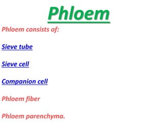 Phloem
Phloem consists of:
Sieve tube
Sieve cell
Companion cell
Phloem fiber
Phloem parenchyma.
 