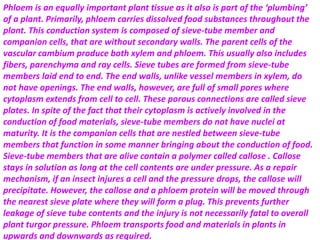 Phloem is an equally important plant tissue as it also is part of the ‘plumbing’
of a plant. Primarily, phloem carries dissolved food substances throughout the
plant. This conduction system is composed of sieve-tube member and
companion cells, that are without secondary walls. The parent cells of the
vascular cambium produce both xylem and phloem. This usually also includes
fibers, parenchyma and ray cells. Sieve tubes are formed from sieve-tube
members laid end to end. The end walls, unlike vessel members in xylem, do
not have openings. The end walls, however, are full of small pores where
cytoplasm extends from cell to cell. These porous connections are called sieve
plates. In spite of the fact that their cytoplasm is actively involved in the
conduction of food materials, sieve-tube members do not have nuclei at
maturity. It is the companion cells that are nestled between sieve-tube
members that function in some manner bringing about the conduction of food.
Sieve-tube members that are alive contain a polymer called callose . Callose
stays in solution as long at the cell contents are under pressure. As a repair
mechanism, if an insect injures a cell and the pressure drops, the callose will
precipitate. However, the callose and a phloem protein will be moved through
the nearest sieve plate where they will form a plug. This prevents further
leakage of sieve tube contents and the injury is not necessarily fatal to overall
plant turgor pressure. Phloem transports food and materials in plants in
upwards and downwards as required.
 