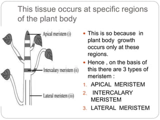 This tissue occurs at specific regions
of the plant body
 This is so because in
plant body growth
occurs only at these
regions.
 Hence , on the basis of
this there are 3 types of
meristem :
1. APICAL MERISTEM
2. INTERCALARY
MERISTEM
3. LATERAL MERISTEM
 