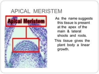 APICAL MERISTEM
As the name suggests
this tissue is present
at the apex of the
main & lateral
shoots and roots.
This tissue gives the
plant body a linear
growth.
 